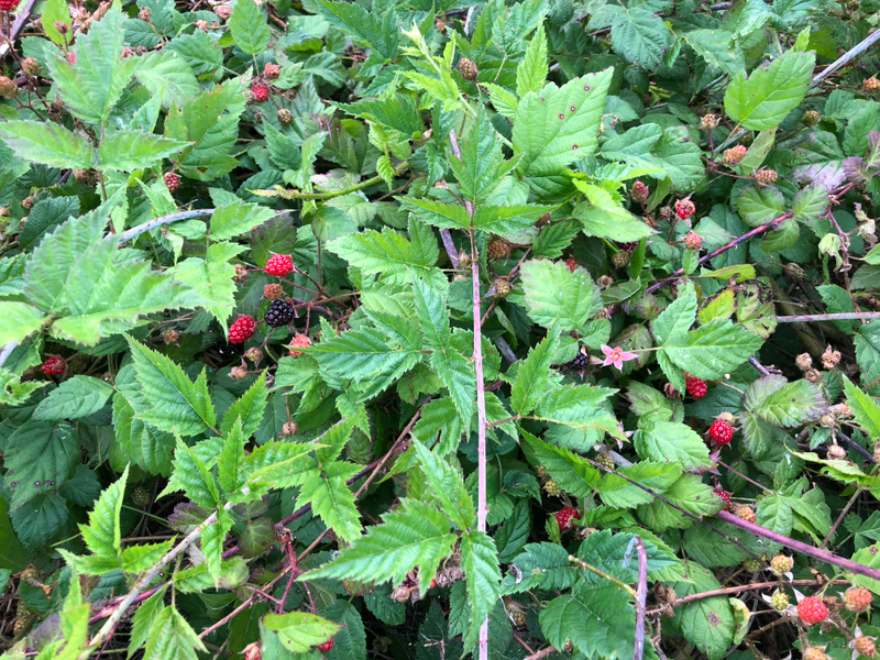 Illustration for article titled PNW PSA: Wild blackberries are starting to ripen